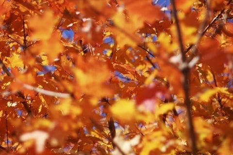 Autumn leaves blowing in the wind against a blue sky, creating a peaceful and serene atmosphere.